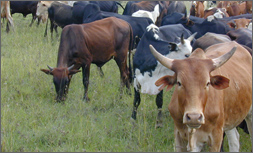 Cattle herding can be supplented with tourism