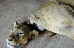 A lion killed by locals in the height of human-wildlife conflicts